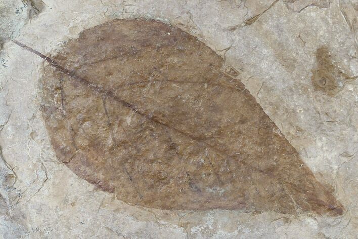 Fossil Yellowwood (Cladrastis) Leaf - Nebraska #119341